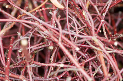 dogwood trimmings ready for dye test