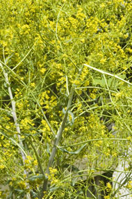 Dye plant woad in flower